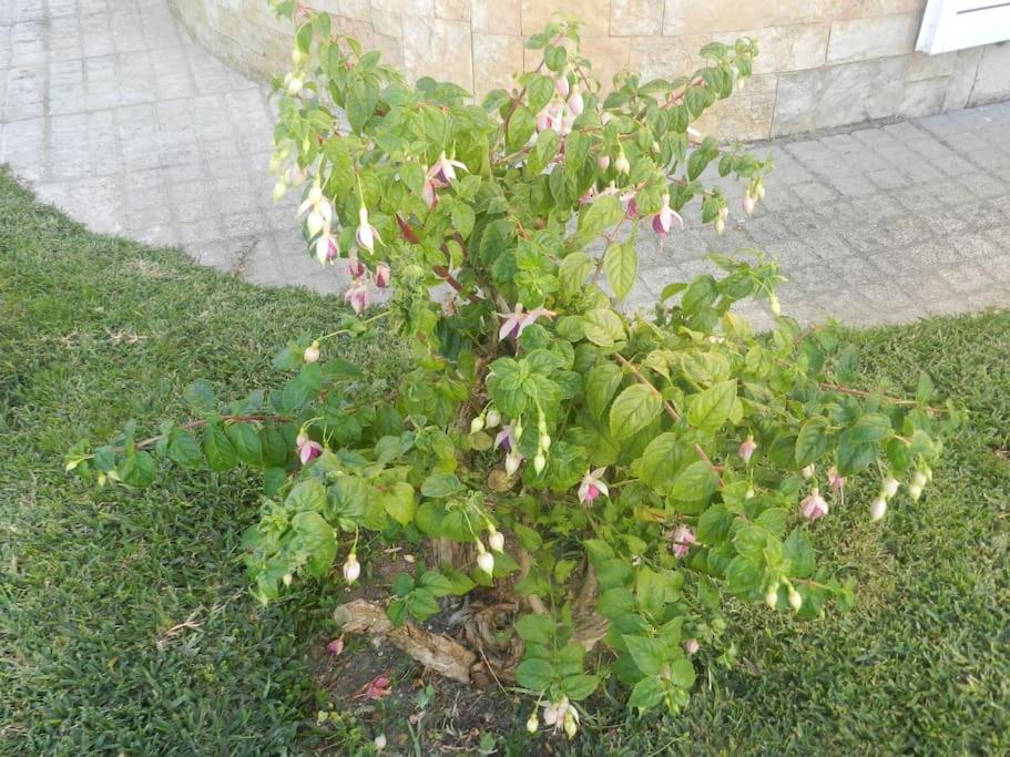 Jp Guest House أفيرو المظهر الخارجي الصورة