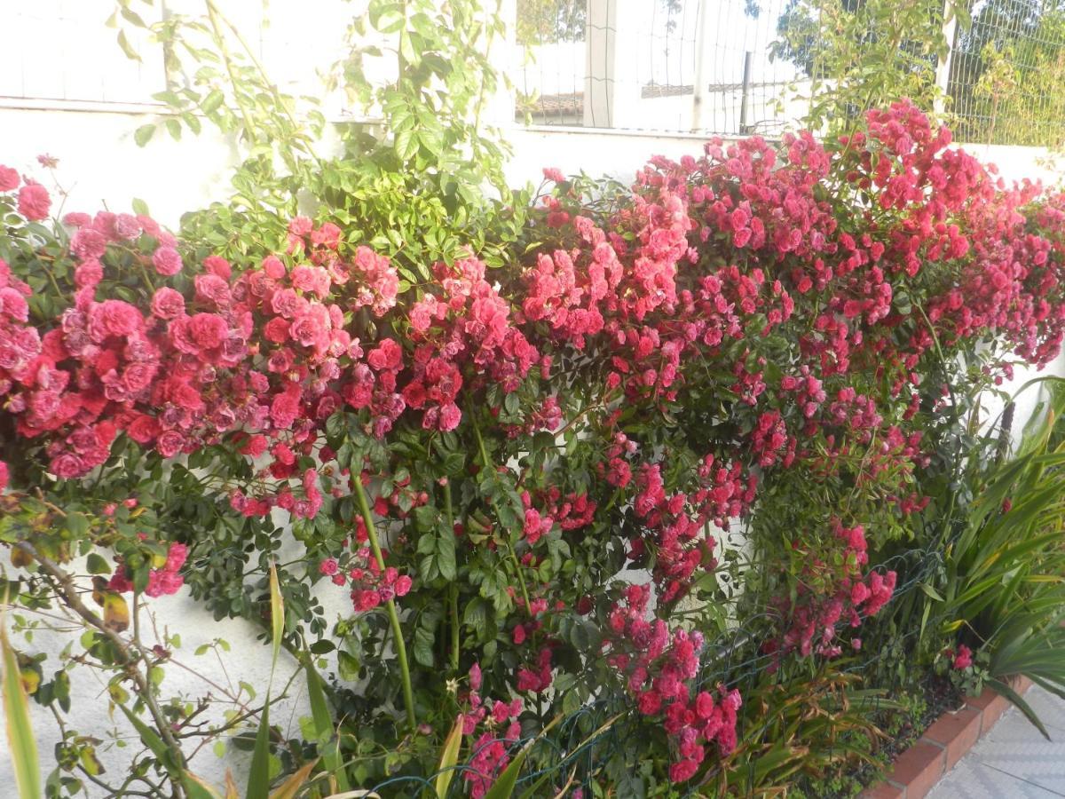 Jp Guest House أفيرو المظهر الخارجي الصورة